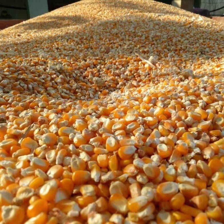 Non gmo Corn for Human Consumption